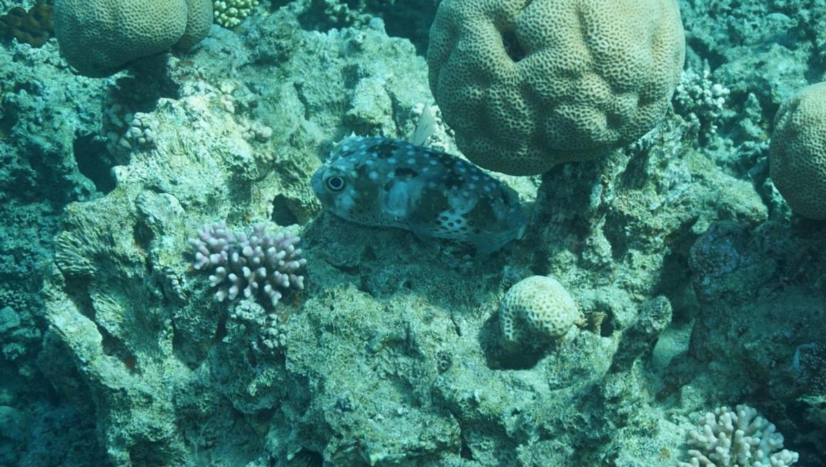 Bait Alaqaba Dive Center & * Aqaba
