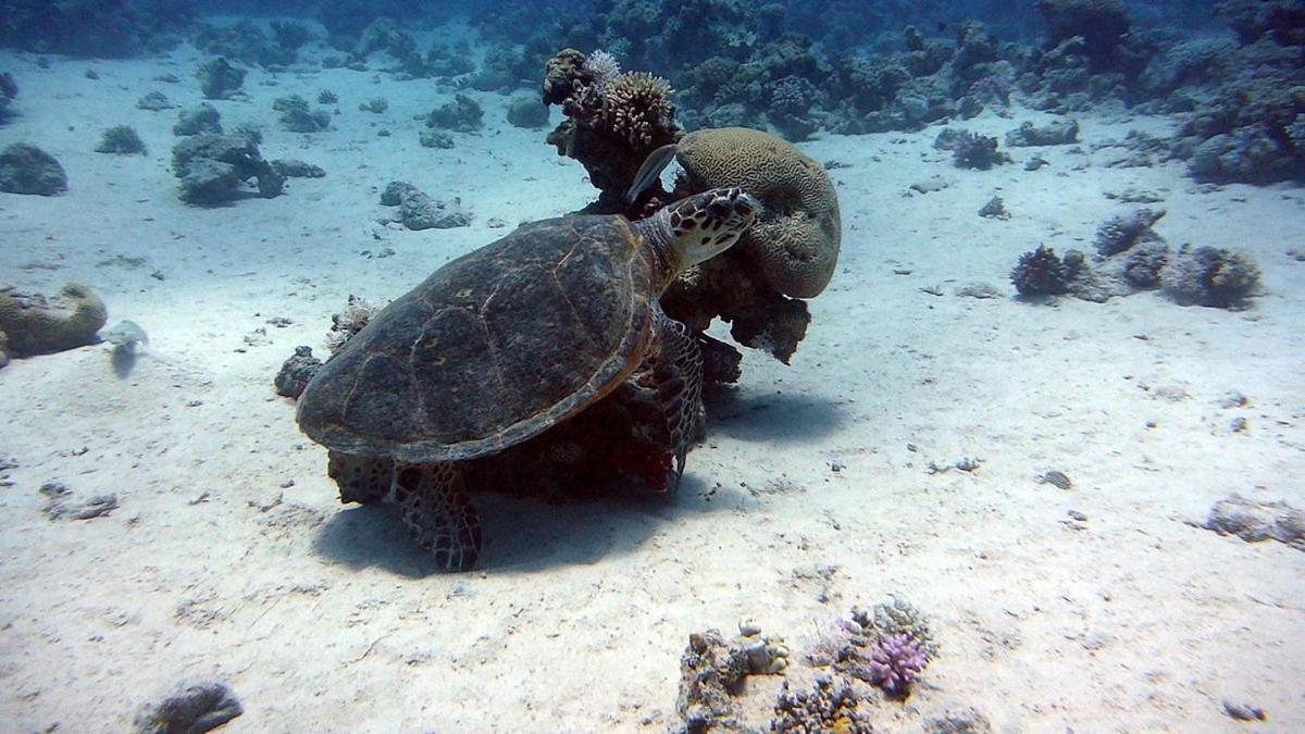 公寓 Bait Alaqaba Dive Center & *