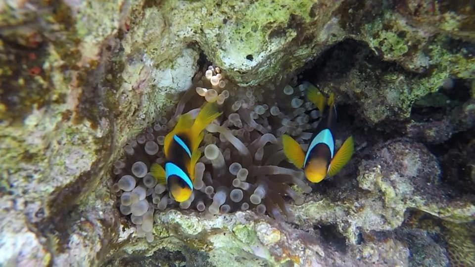 Bait Alaqaba Dive Center & *