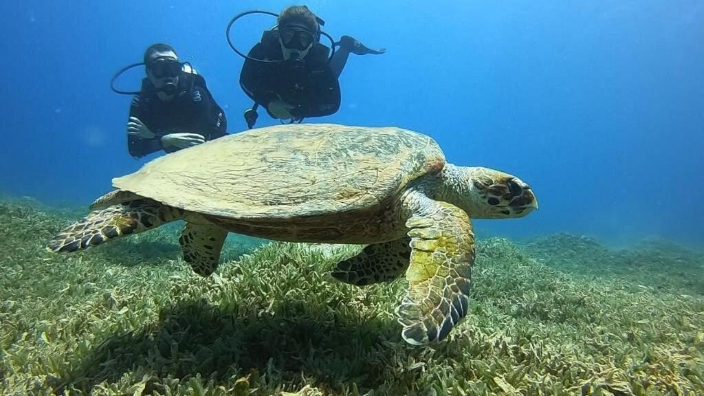 Bait Alaqaba Dive Center & * Aqaba