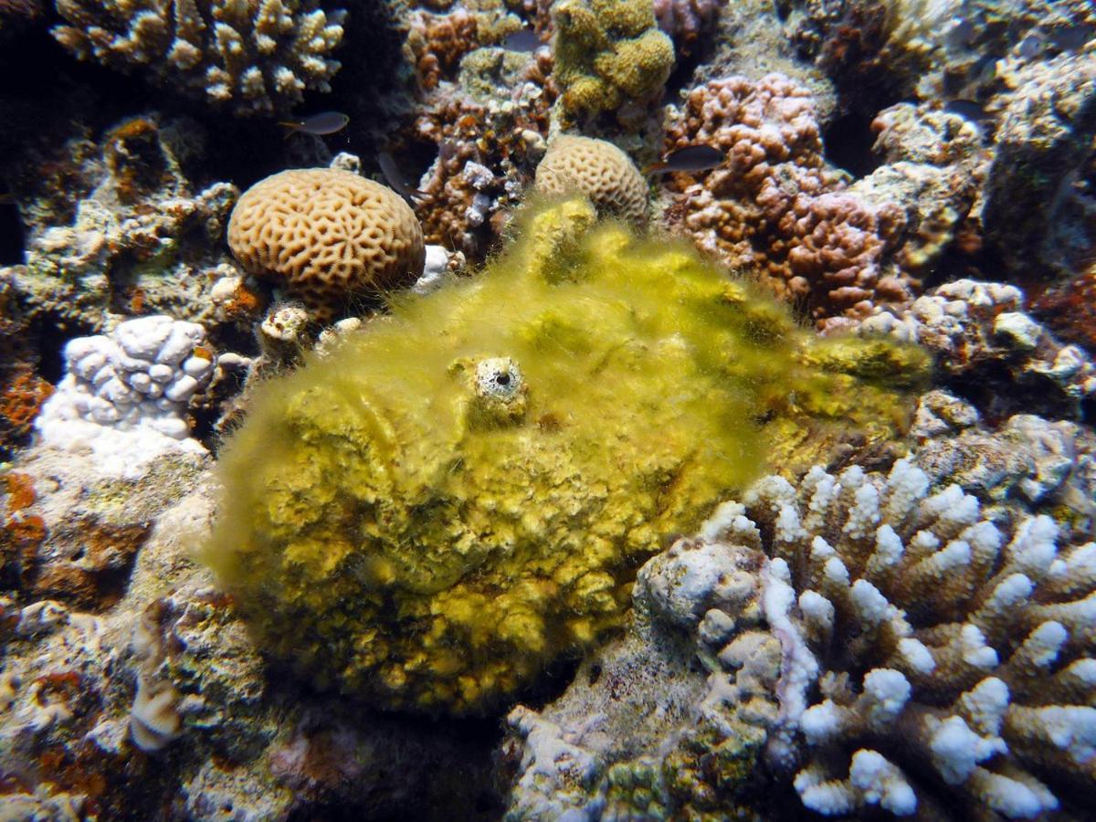 Bait Alaqaba Dive Center & Apartment Aqaba
