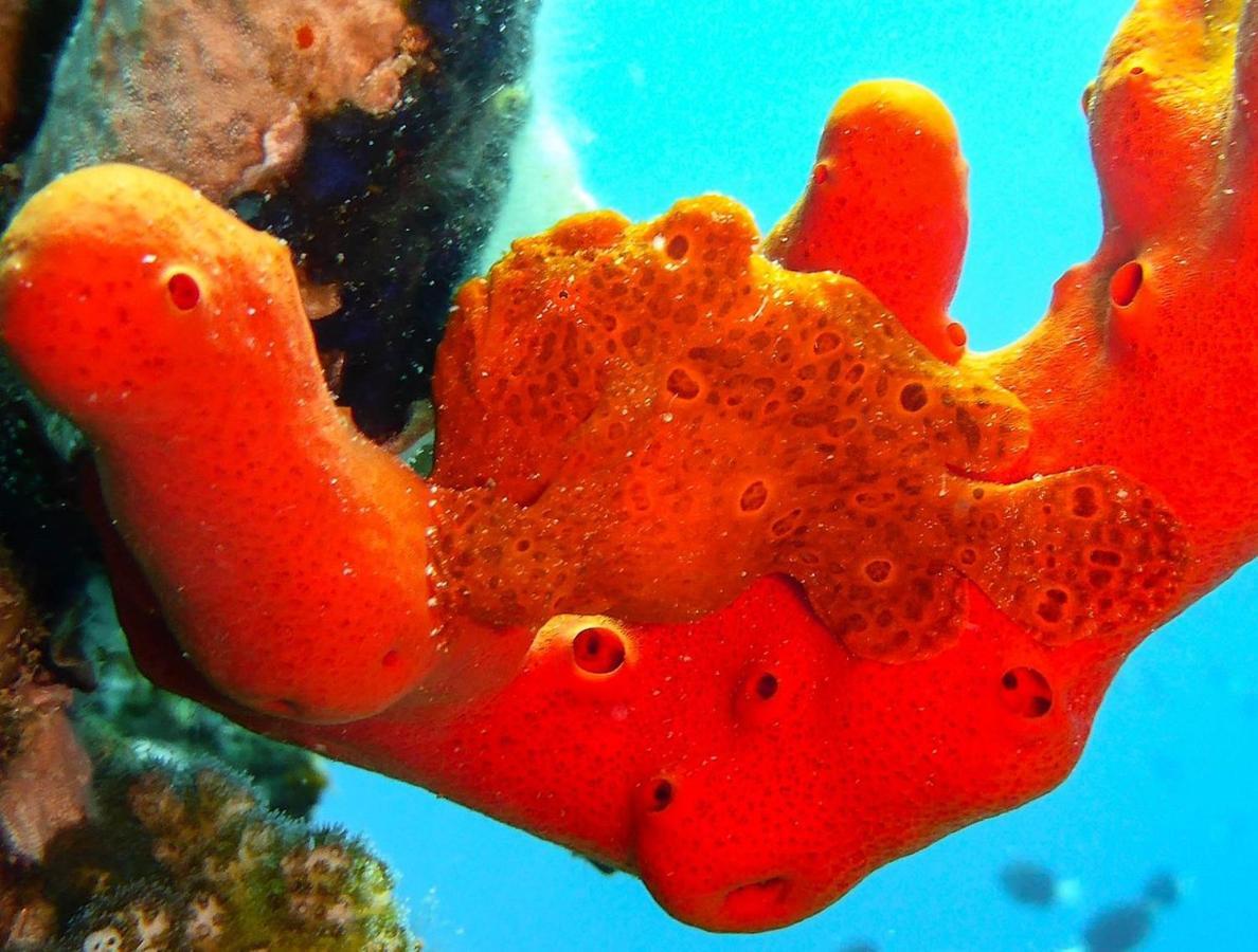 Bait Alaqaba Dive Center & Apartment *