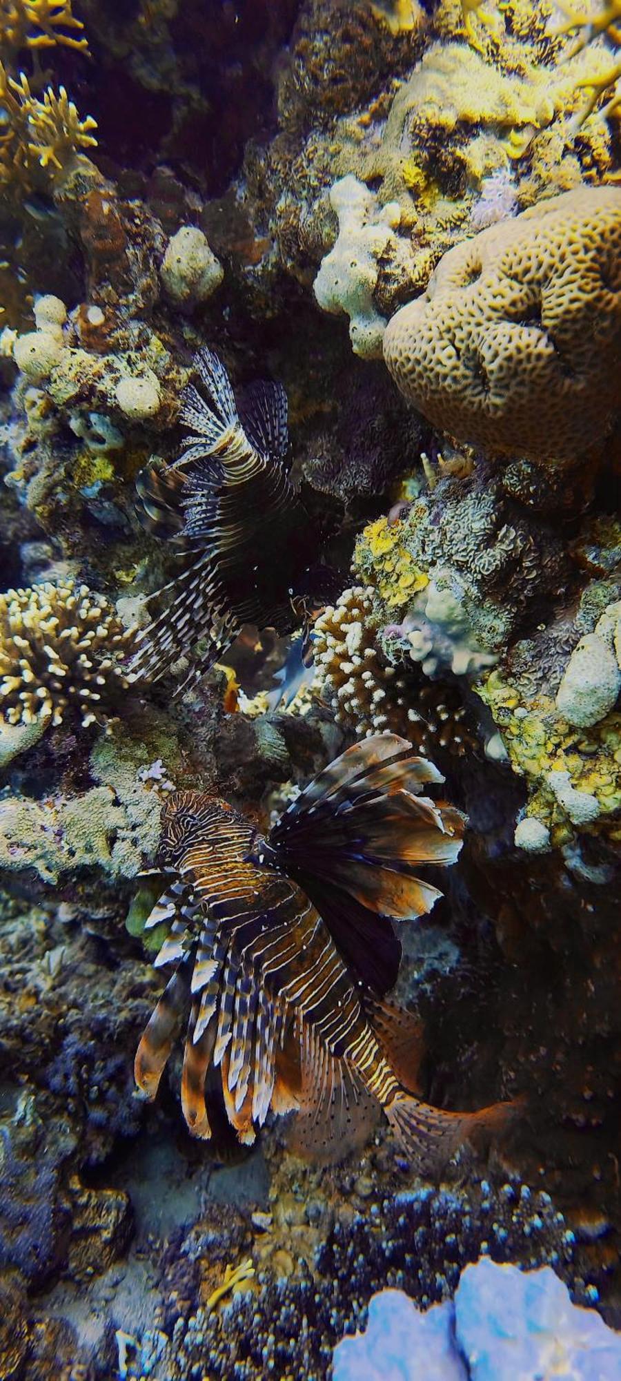 Bait Alaqaba Dive Center & * Aqaba